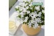 Campanula port. ambella white addenda 3-pack 