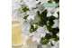 Campanula port. ambella white addenda 3-pack 