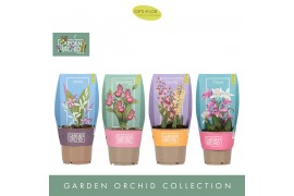 Orchideeën mix Garden Orchid - Mix - 3-5+ tak