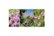 Orchideeën mix Garden Orchid - Mix - 3-5+ tak 