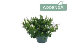 Campanula port. ambella white addenda