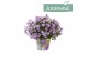 Campanula ambella pink addenda potcover 