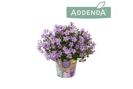 Campanula ambella pink addenda potcover