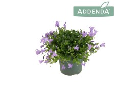 Campanula port. ambella lavender addenda