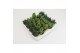 Crassula overig Crassula 