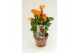 Zantedeschia captain brunello Garden Dream - Rustieke pot 
