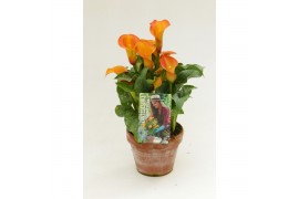 Zantedeschia captain brunello Garden Dream - Rustieke pot