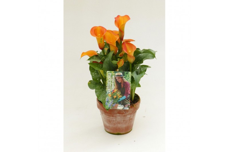 Zantedeschia captain brunello Garden Dream - Rustieke pot Zantedeschia captain brunello Garden Dream - Rustieke pot