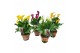Zantedeschia mix Garden Dream - Rustieke pot 