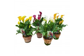 Zantedeschia mix Garden Dream - Rustieke pot
