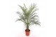 Phoenix roebelenii stam 
