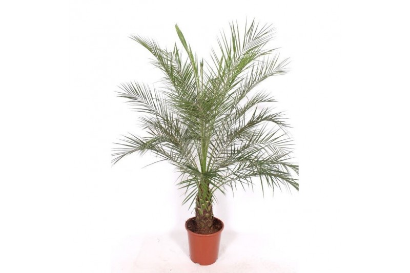Phoenix roebelenii stam 
