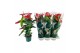 Anthurium andr. oregon 
