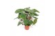 Homelamena rubescens maggy 
