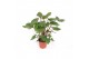 Homelamena rubescens maggy 