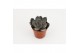 Echeveria Joost 