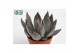 Echeveria Joost 