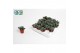 Adromischus cooperii coffee bean 