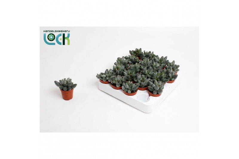 Adromischus cooperii coffee bean 