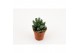 Adromischus cooperii coffee bean 