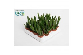 Stapelia leendertziae