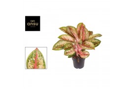 Aglaonema painted celebration