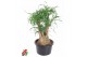 Beaucarnea recurvata Vertakt 