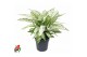Dieffenbachia vesuvius 