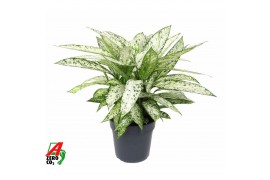 Dieffenbachia vesuvius