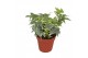 Hedera helix yellow ripple 7pp - 7-9cm Rank 