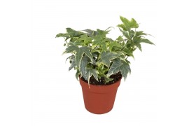 Hedera helix yellow ripple 7pp - 7-9cm Rank