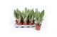 Sansevieria trifasciata moonshine 