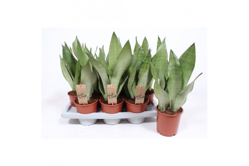 Sansevieria trifasciata moonshine 