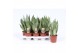 Sansevieria trifasciata moonshine 