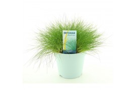 Festuca gautieri amigreen
