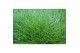 Festuca gautieri amigreen 