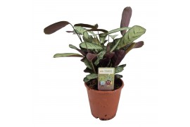 Ctenanthe burle-marxii amagris