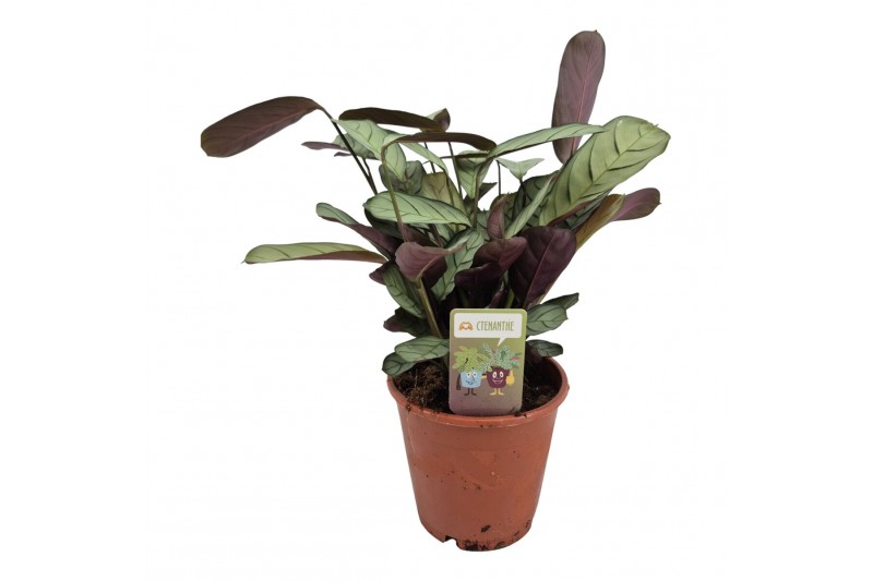 Ctenanthe burle-marxii amagris 