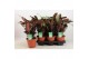 Ctenanthe burle-marxii amagris 