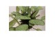 Ctenanthe burle-marxii amagris 
