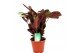 Ctenanthe burle-marxii amagris 