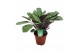 Ctenanthe burle-marxii amagris 