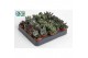 Hawortia overig Adromiscus mix ( levende steen) 