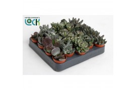 Hawortia overig Adromiscus mix ( levende steen)