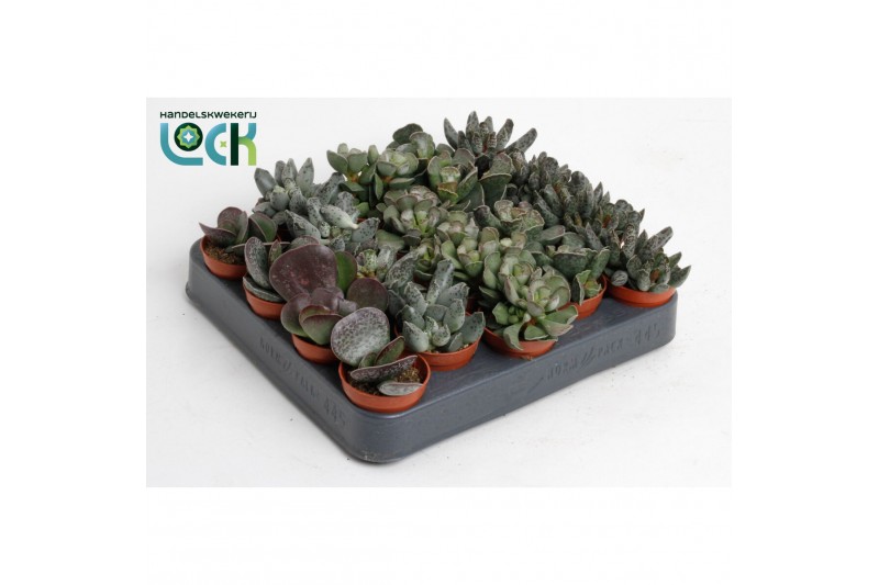 Hawortia overig Adromiscus mix ( levende steen) 