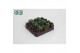 Hawortia overig Adromiscus mix ( levende steen) 
