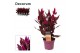 Celosia mystic shades decorum + etiket 