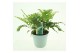 Polypodium vulgare 