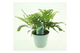Polypodium vulgare