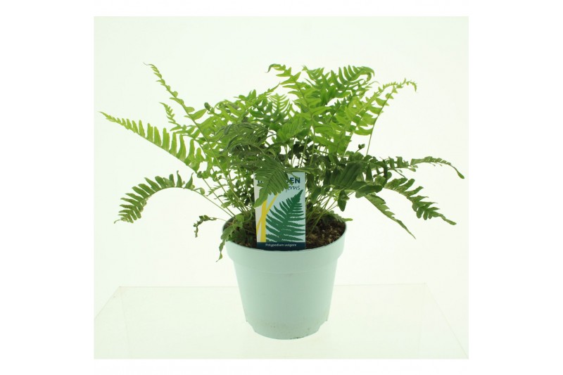 Polypodium vulgare 